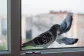 Medidas para ahuyentar a las palomas